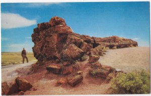 Man Standing Next to Old Faithful Petrrified Log Petrified Forest Arizona