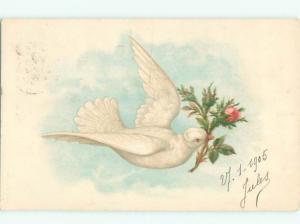 foreign 1905 Postcard BEAUTIFUL WHITE DOVE BIRD HOLDING ROSE FLOWER AC3487