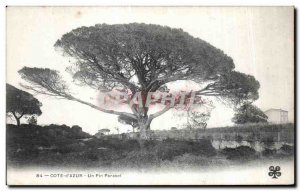 Old Postcard Cote d'Azur umbrella pine