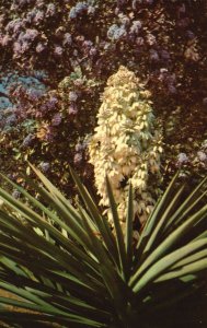 Vintage Postcard Flowers Desert Yucca & Mountain Laurel Grow Side By Side Texas