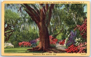 Postcard - Old Oak Tree, Magnolia Gardens - Charleston, South Carolina