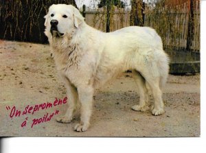 Animals. White dog Modern French photo postcard 1970s