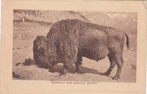Buffalo Sir Donald Banff