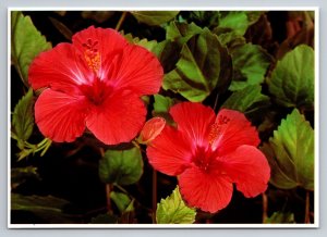 The Hibiscus State Flower Of Hawaii Vintage Unposted Postcard