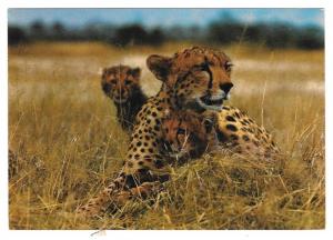 Cheetah and Cubs Africa Big Cats Postcard 4X6