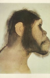 Australopithecus An East African Hominid Evolution Postcard