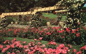 Postcard Rose Gardens & Arboretum Italian Columns Pink Dawn Hershey Pennsylvania