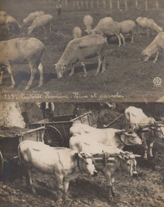 Italian Cattle Cow Farming Antique Real Photo Italy Farm 2x Postcard