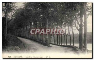 Old Postcard Morlaix Undergrowth has Armorica