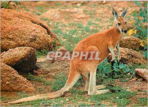 Postcard Modern Australia Australian Kangaroo