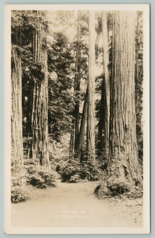 La Honda Canyon California~Big Tree Inn~Real Photo Postcard~RPPC