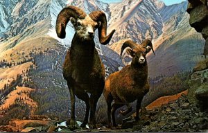 Canada Canadian Rockies Rocky Mountain Bighorn Sheep 1971