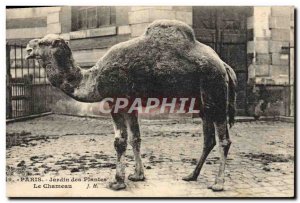 Old Postcard Paris Zoo Garden plants Camel