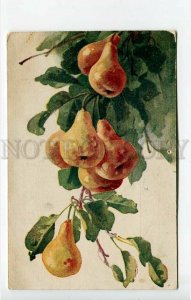 438523 C. KLEIN Pears on Tree Vintage Razswiet postcard RUSSIA