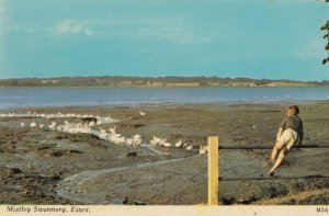 Mistley Manningtree Essex Swannery Essex 1970s Postcard