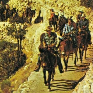 USA Grand Canyon Daily Mule Train Chrome Postcard 07.63