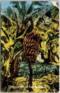 Banana Tree And Fruit Bermuda Farmfield Landmark Yankee Published Postcard