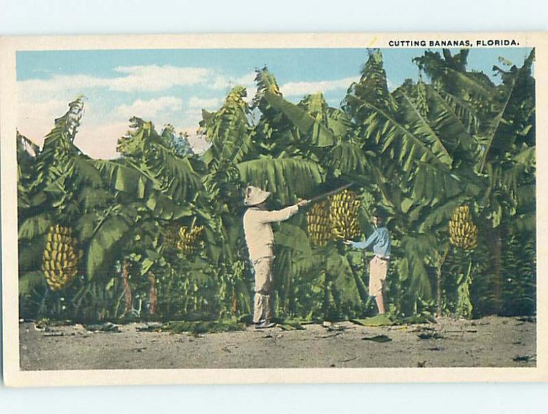 W-Border BANANA HARVEST state of Florida HJ7162