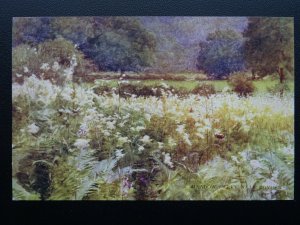 Hampshire New Forest MEADOW SWEET NEAR ROYDEN W.Tyndale c1904 Postcard