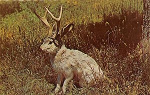 Mythical Jackalope North America Unused 