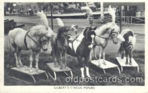 Circus Postcard Post Card Gilbert Circus Ponies  Gilbert Circus Ponies