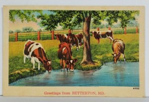 MD Greetings from BETTERTON MD Scene with Cows 1941 to Westminster Postcard Q10