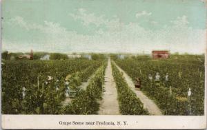 Grape Scene near Fredonia NY New York Agriculture c1910 Postcard D82 *As Is