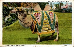 Postcard MA Springfield Melha Shrine Temple Camel Ancient Arabic Order 1940 H19