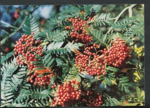 Sussex Postcard - Leonardslee Gardens, Lower Beeding, Nr Horsham    T1575