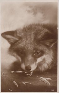 Scary Fox Eating Perhaps Raw Fish Or Spanner Old Real Photo Postcard