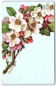 c1910 PINK DOGWOOD BLOSSOMS FLORENCE SOUTH DAKOTA POSTCARD P3330