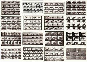 Eadweard Muybridge Humans and Animals in Motion Lot of 30 Photography Postcards