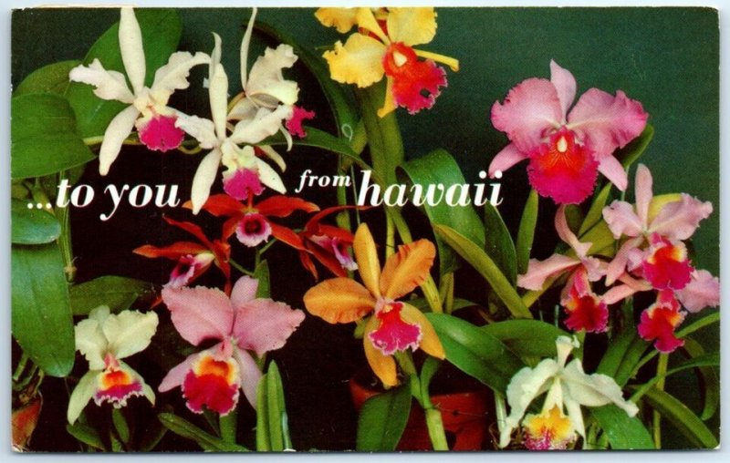 B-69001 Orchids - To you from Hawaii