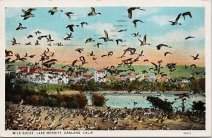 Lake Merritt Oakland CA Wild Ducks Birds 1920s Postcard E91