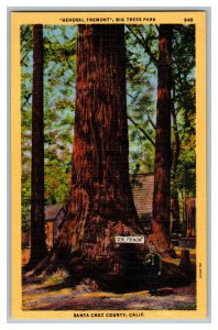 General Fremont Big Trees Park California Vintage Standard View Postcard