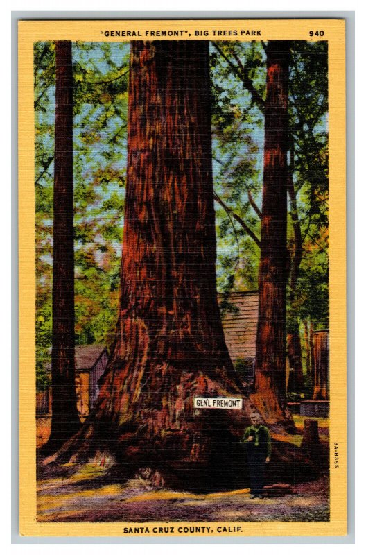 General Fremont Big Trees Park California Vintage Standard View Postcard 