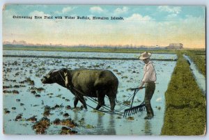 1910 Honolulu Hawaii Postcard Cultivating Rice Field Water Buffalo Island Farm