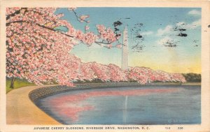 Lot186 japanese cherry blossoms riverside drive washington dc usa