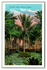 Vintage 1920's Postcard Cocoanut Grove Palm Trees on the Hawaiian Islands