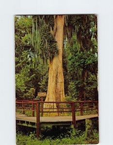 Postcard Cypress Tree at The Great Masterpiece, Lake Wales, Florida