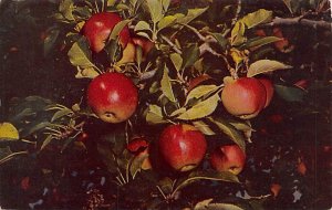 Apple Hoffenstein Fruit Assorted Unused 