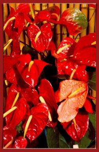 Hawaii - Red Anthurium - [HI-138]