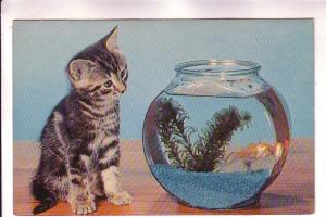 Kitten Watching Fish in Bowl, Club Discount Toronto, Ontaio, Photo Theda & Em...