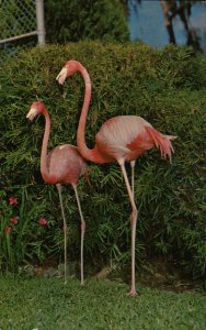 Florida's Silver Springs   PC