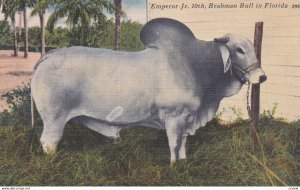 BRADENTON, Florida, 1930-40s; Emperor Jr. 10th owned by T.P. Chaires Jr.