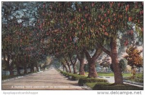 California A Pepper Tree Driveway In Southern California 1926