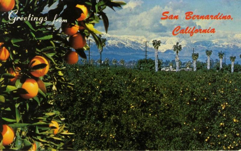 San Bernardino California CA ~ Panorama Oranges Orange Groves Postcard