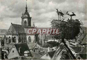 Modern Postcard Colmar in Alsace Storks Nest Storks overlooking the Cathedral