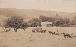 Farming Scene Harvesting Hay Real Photo