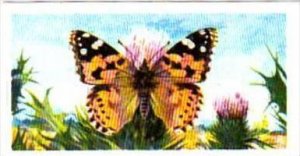Brooke Bond Tea British Butterflies No 20 Painted Lady